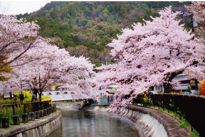 日本京都樱花攻略,带你玩转京都樱花小众景点