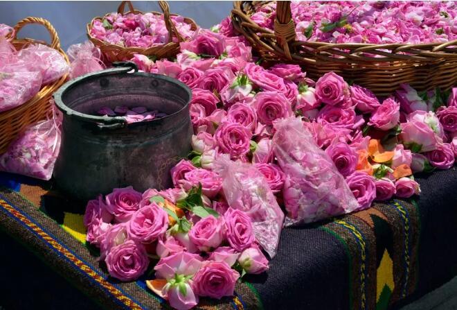 上旬,而每年6月的第一个周末在玫瑰谷的第一大城市卡赞勒克举办玫瑰节