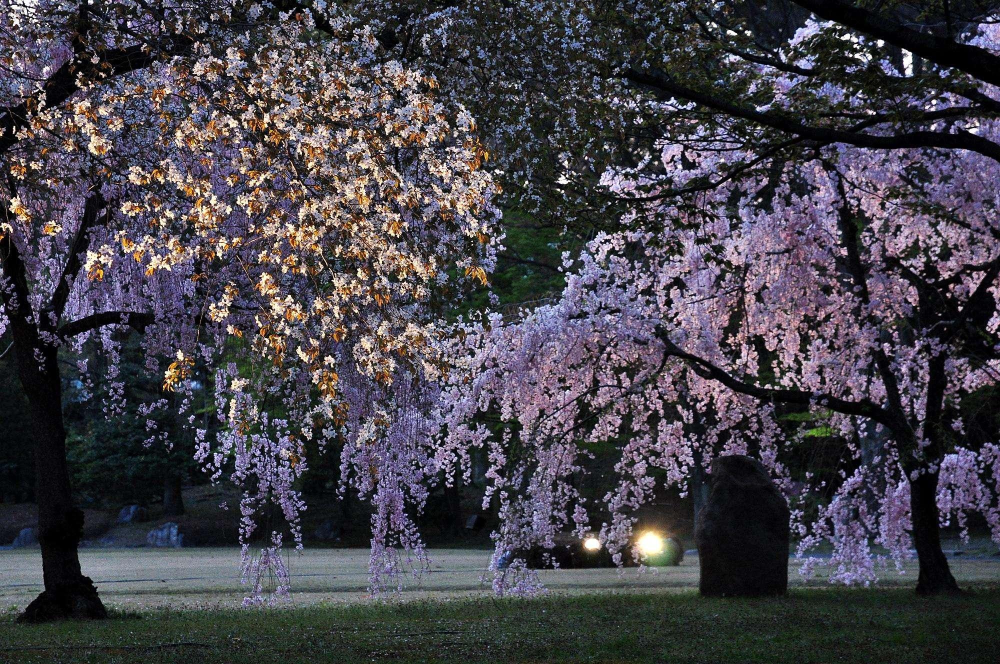 京都夜樱景点,京都夜樱哪里好?