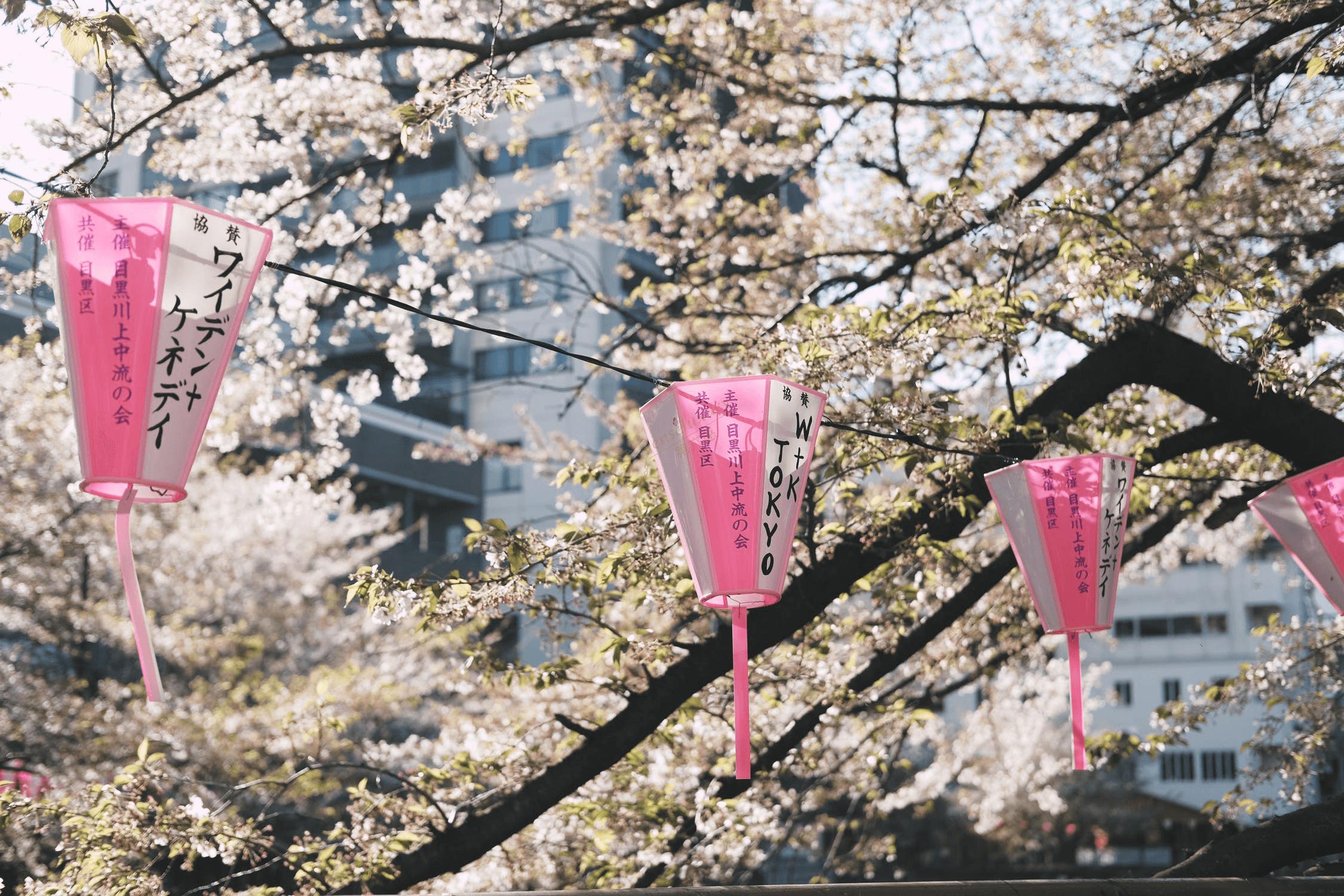 八重洲樱花大道