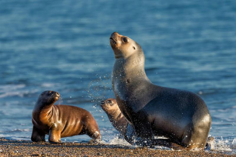 毛皮海豹(furseal)