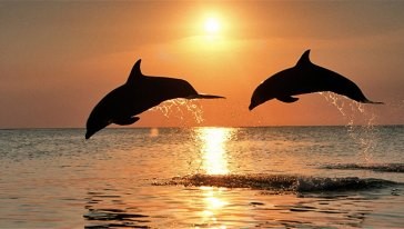 巴厘岛罗威纳观海豚、温泉半日游