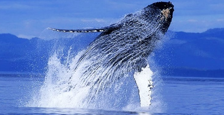 冲绳出海赏鲸半日游