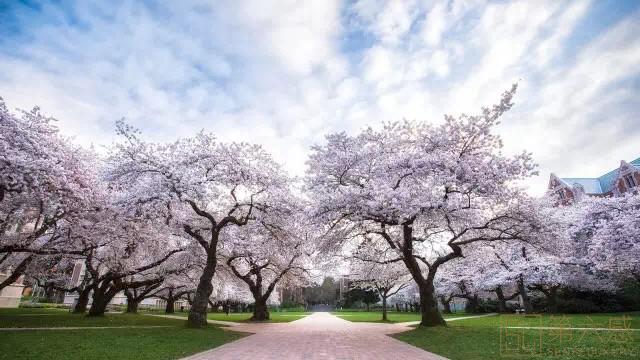 华盛顿大学巨大的樱花树