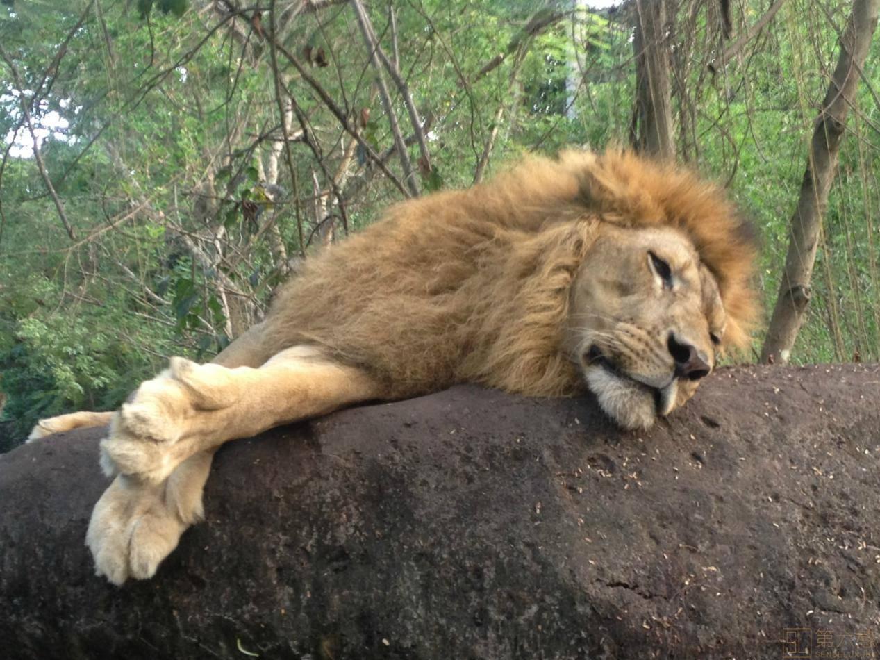 休息中的狮子