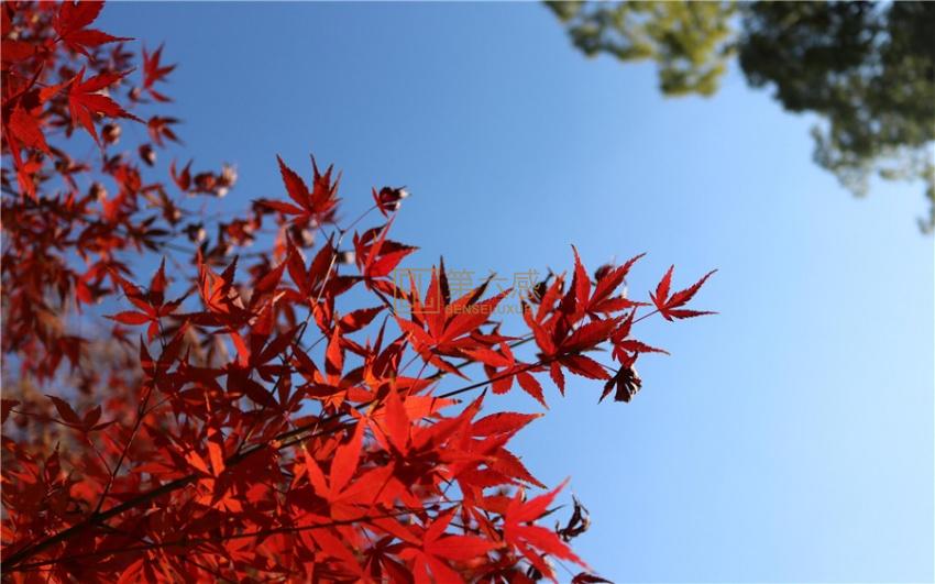 京都红枫