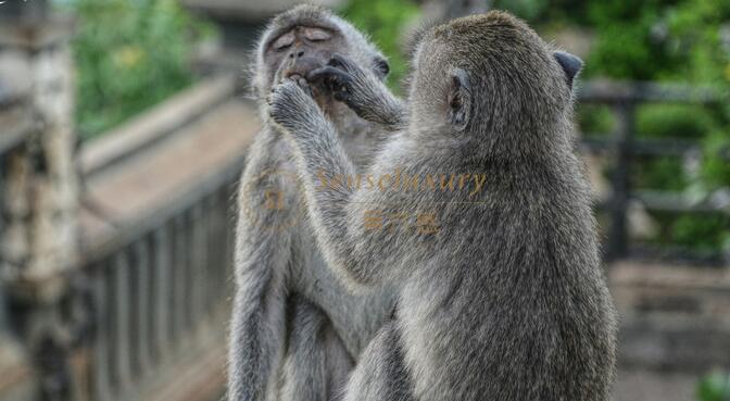 巴厘岛乌鲁瓦图情人崖猴子