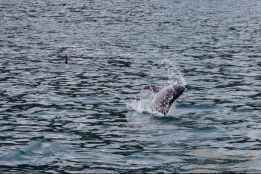 海豚出水戏耍