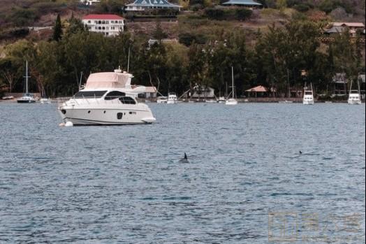 海豚跟着游艇前进