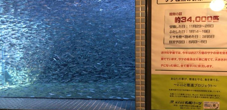 札幌市丰平川鲑鱼科学馆 Sapporo Salmon Museum 