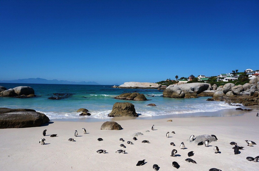 企鹅海滩Penguin Beach