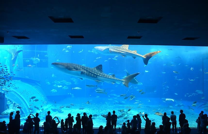 冲绳美丽海水族馆Okinawa Churaumi Aquarium
