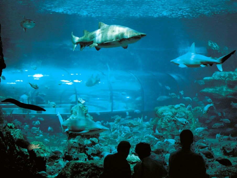 巴塞罗那水族馆Barcelona Aquarium