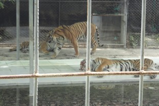 苏梅水族馆和老虎园(Samui Aquarium & Tiger Zoo)