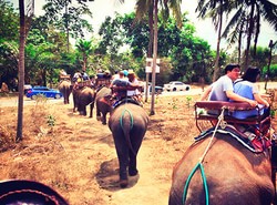 芭提雅大象村(Pattaya Elephant Village)