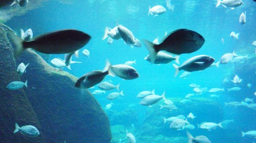 纽约水族馆(New York Aquarium)