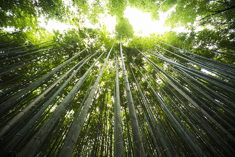 嵯峨野竹林Sagano Bamboo Forest