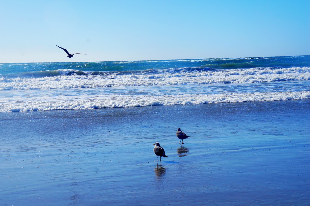 圣莫妮卡海滩(Santa Monica Beach)