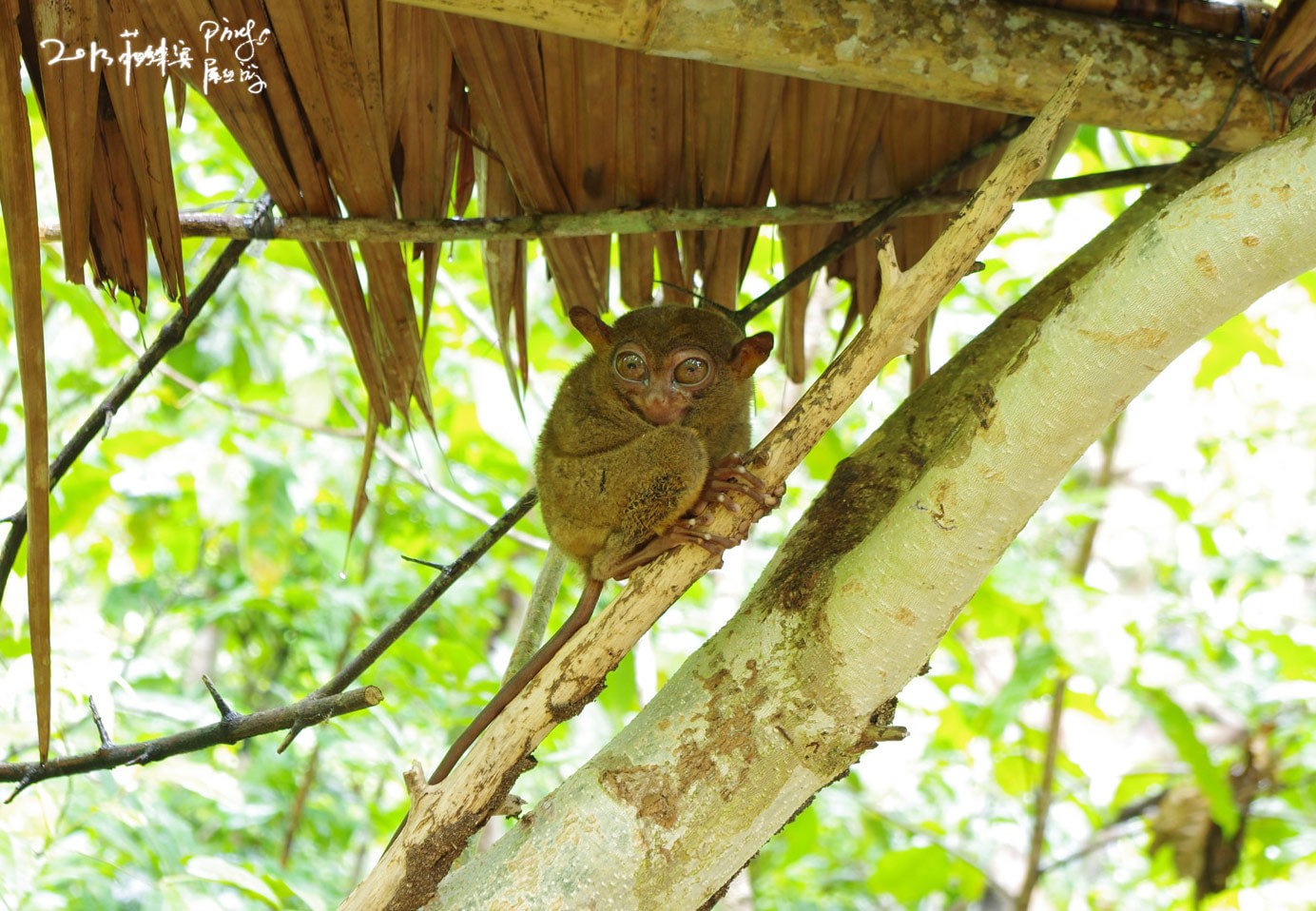 菲律宾眼镜猴保护区Philippine Tarsier Sanctuar