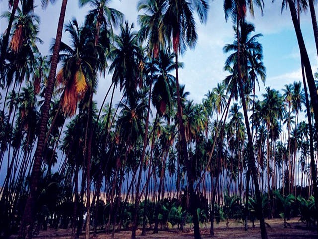 卡普阿伊瓦椰林海滩公园(Kapuaiwa Coconut Beach Park)