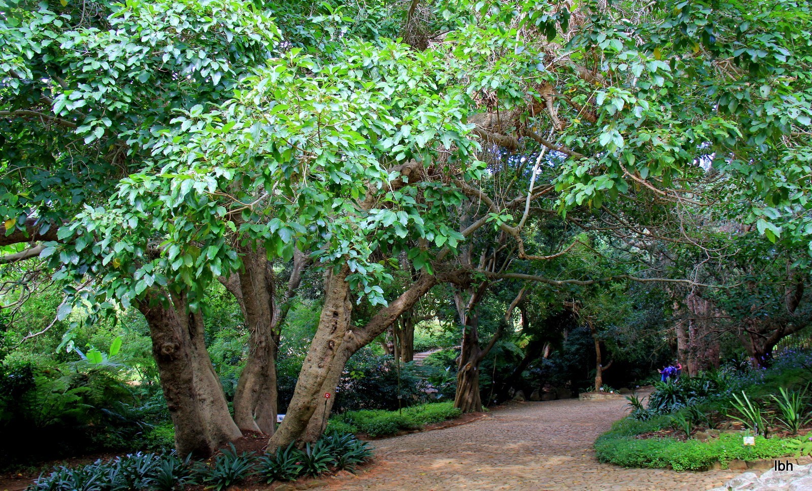 克斯腾伯斯国家植物园(Kirstenbosch National Botanical Garden)