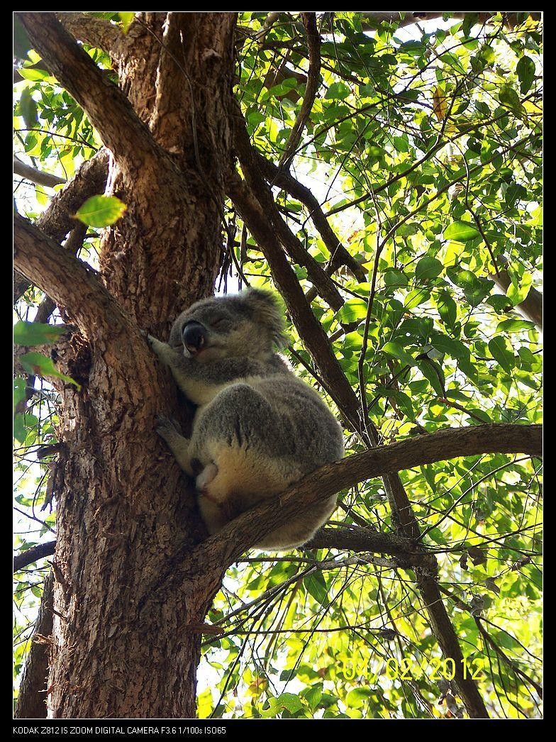 Koala Park Sanctuary（考拉公园保护区）