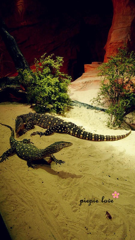 翎羽谷野生动物园（Featherdale Wildlife Park）