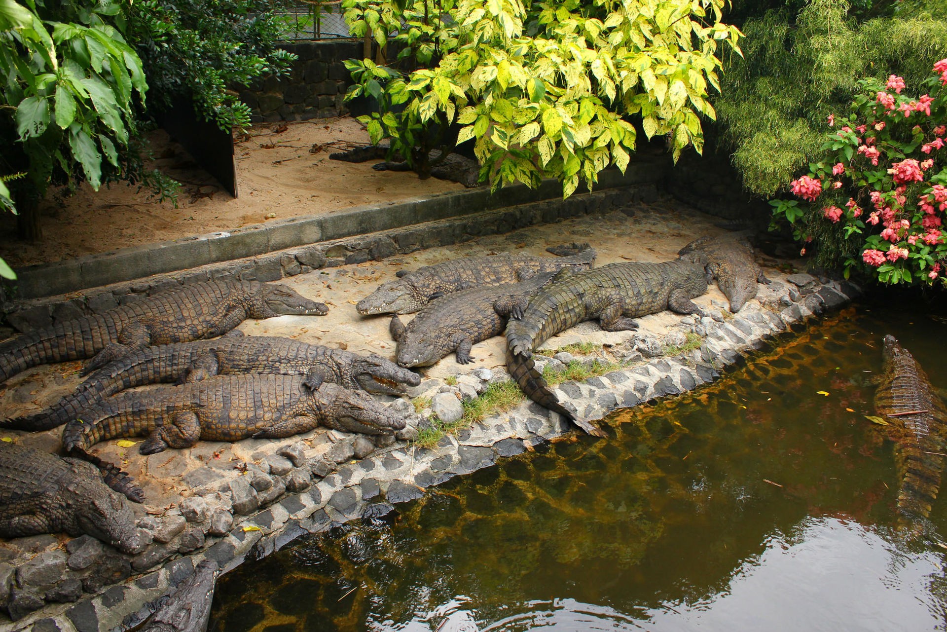 拉凡尼勒鳄鱼公园La Vanille Crocodile Park