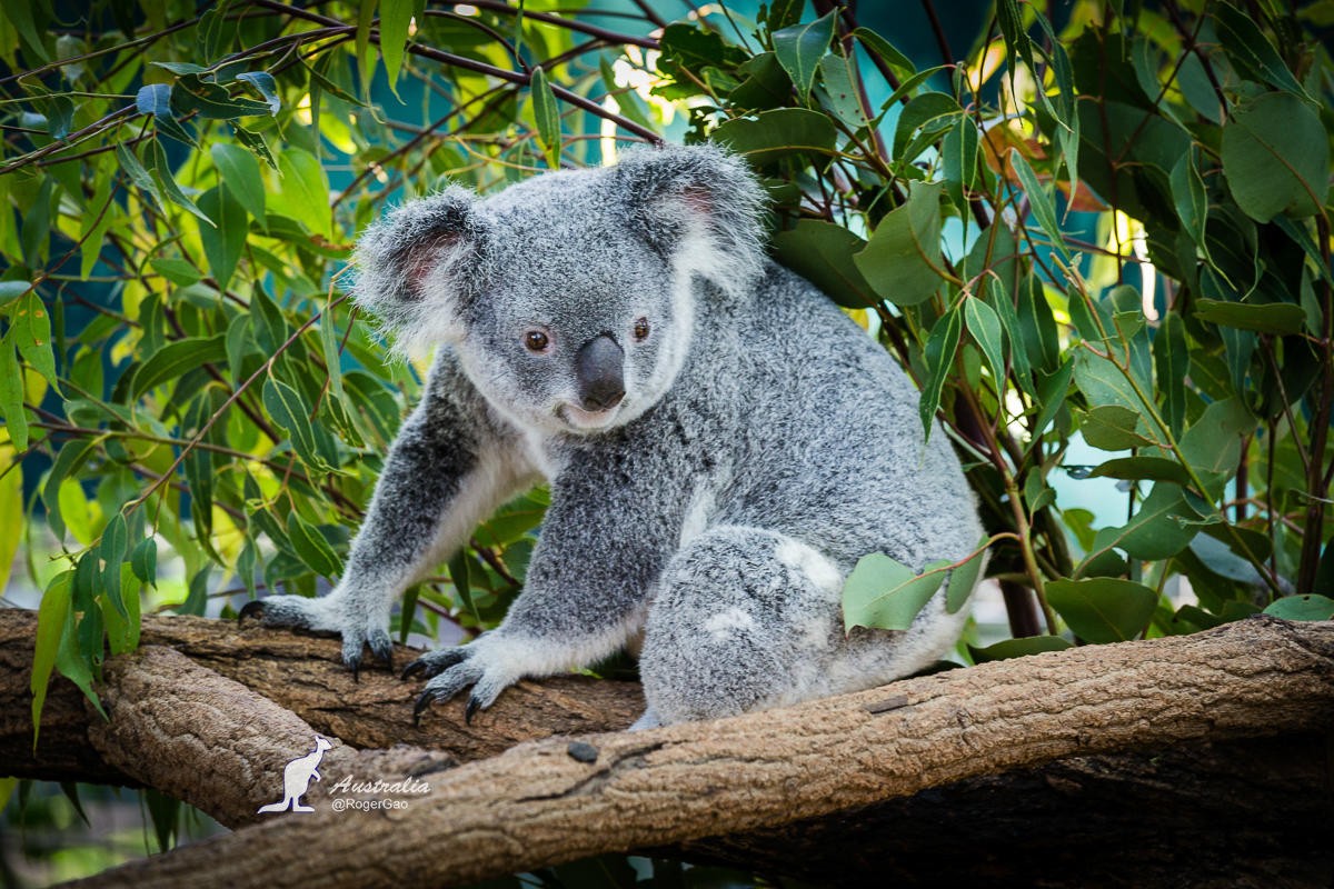 龙柏考拉动物园(Lone Pine Koala Sanctuary)