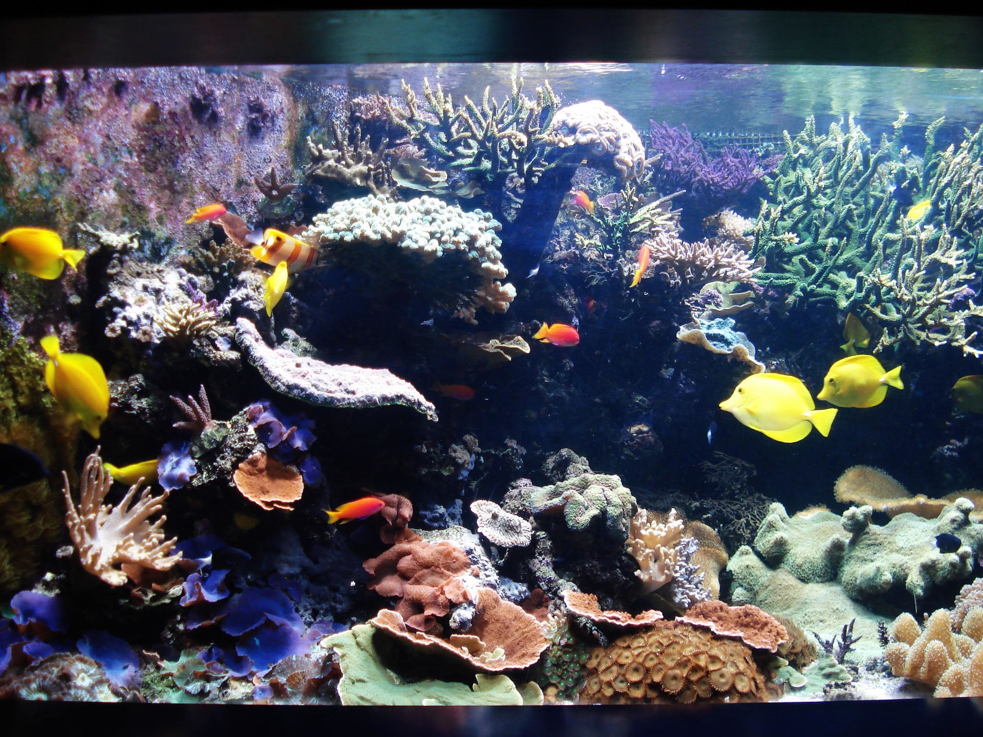 伦敦水族馆(Sea Life London Aquarium)