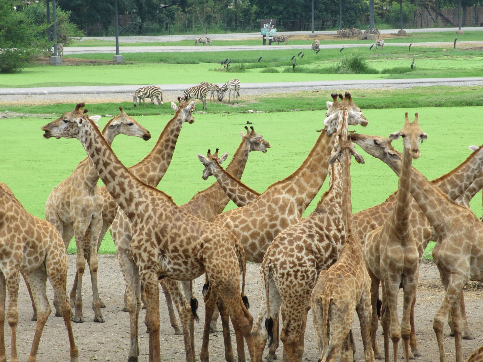 曼谷野生动物园(Safari World)