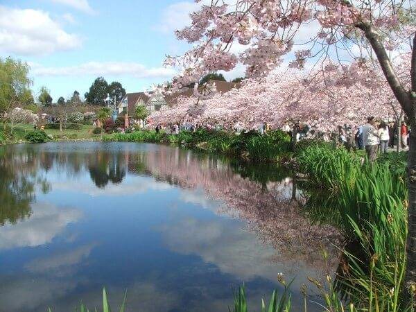 只知日本樱花季？新西兰也可以赏花!