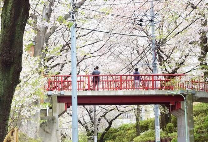 东京樱花攻略 一起打卡东京赏樱地点 第六感度假
