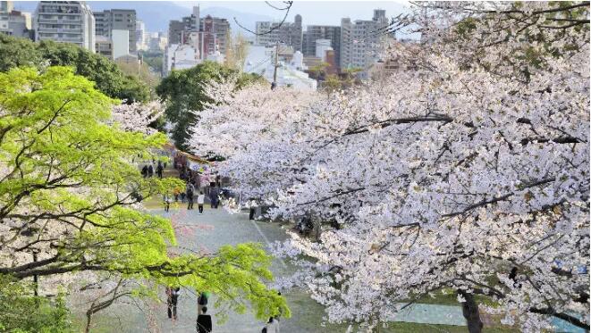 九州樱花季19 九州樱花观赏路线 第六感度假