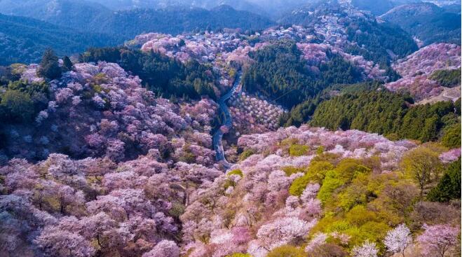 2020日本樱花开花时间，日本樱花之旅-第六感度假