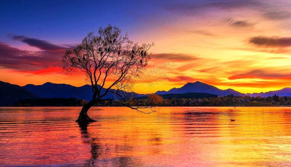 瓦纳卡湖孤独的树 感受新西兰不一样的美景 第六感度假