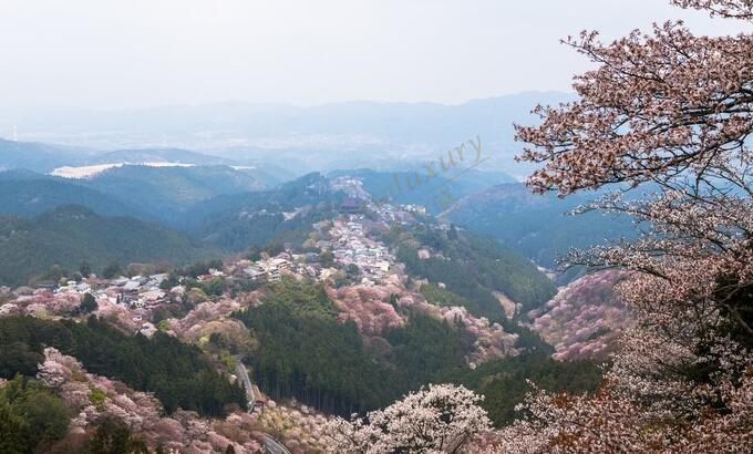 吉野山樱花攻略 日本吉野山看樱花 第六感度假