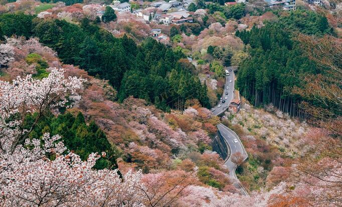 吉野山樱花攻略 日本吉野山看樱花 第六感度假