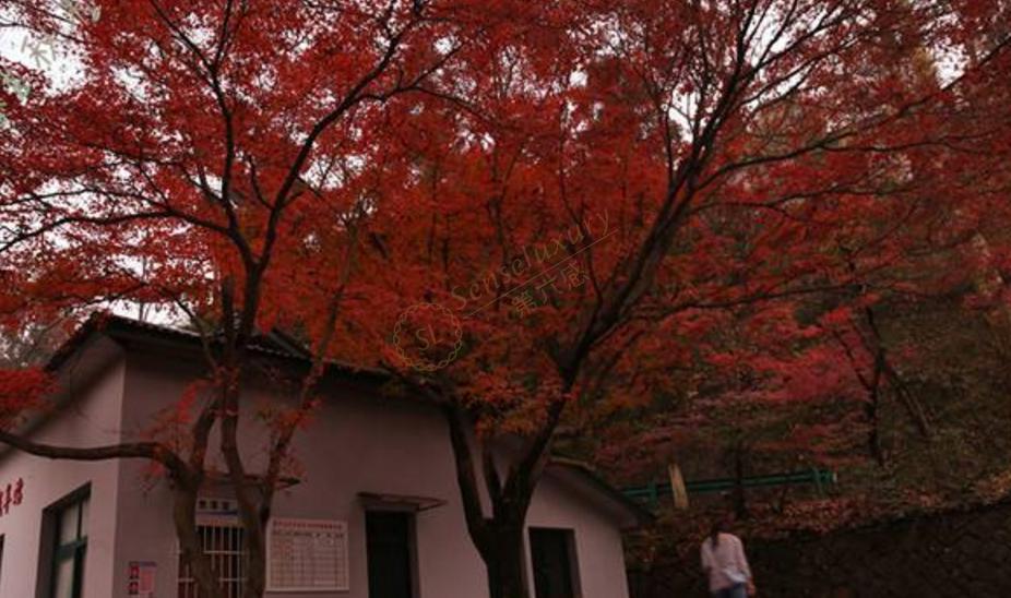 莫干山最佳观赏红叶季节