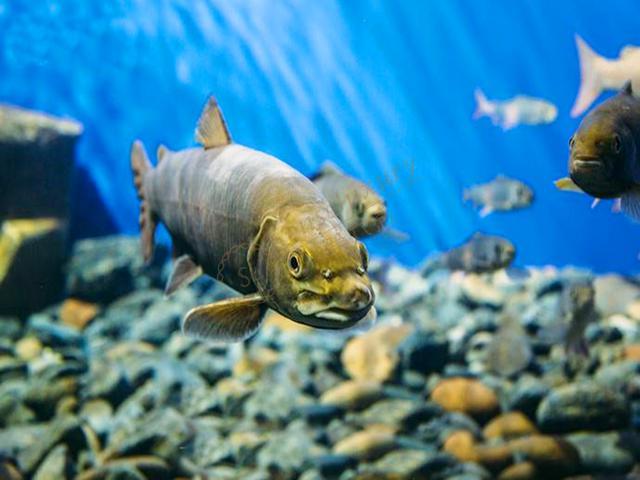 贝加尔湖有哪些海洋生物 贝加尔湖海洋生物介绍 第六感度假