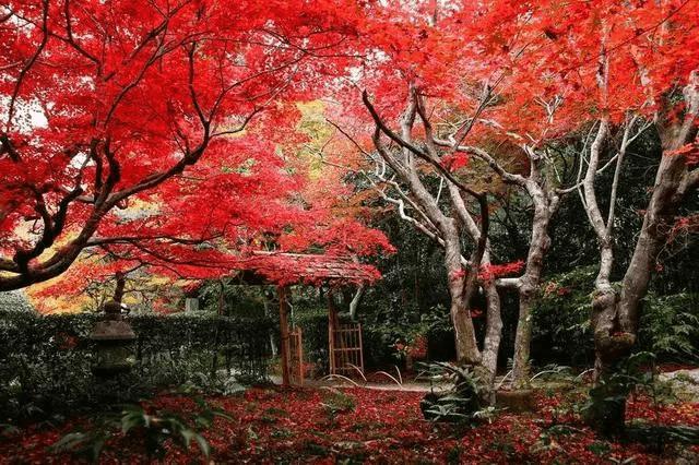 欣賞長野的美景最佳時間,一年四季都能給你驚喜