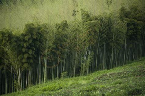 莫干山