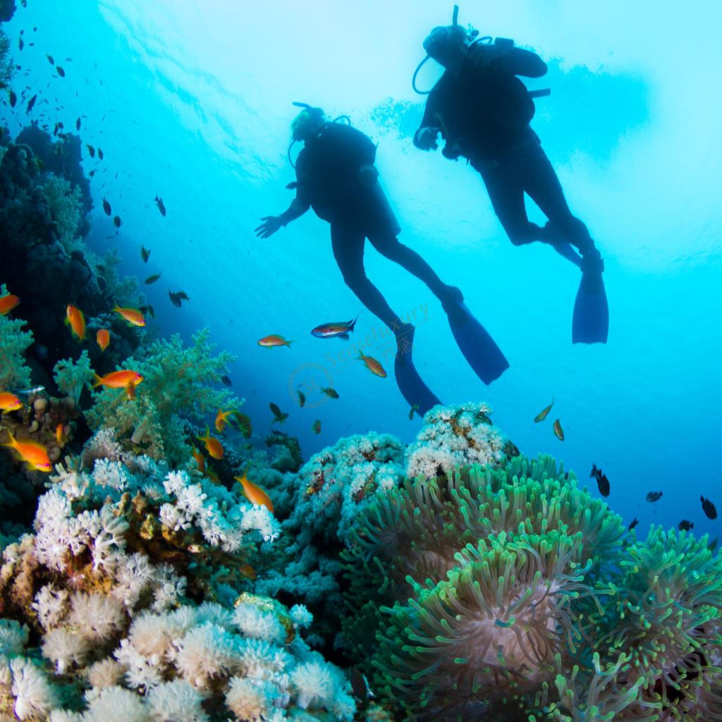 菲律宾 | 18米深蓝:薄荷岛&宿务 OW潜水旅行 - 罗磊的独立博客