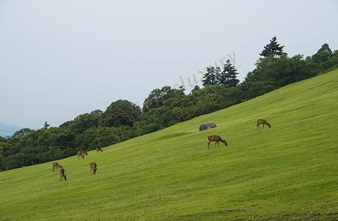 你只知道奈良很美还不行，去旅行选好时间段很重要