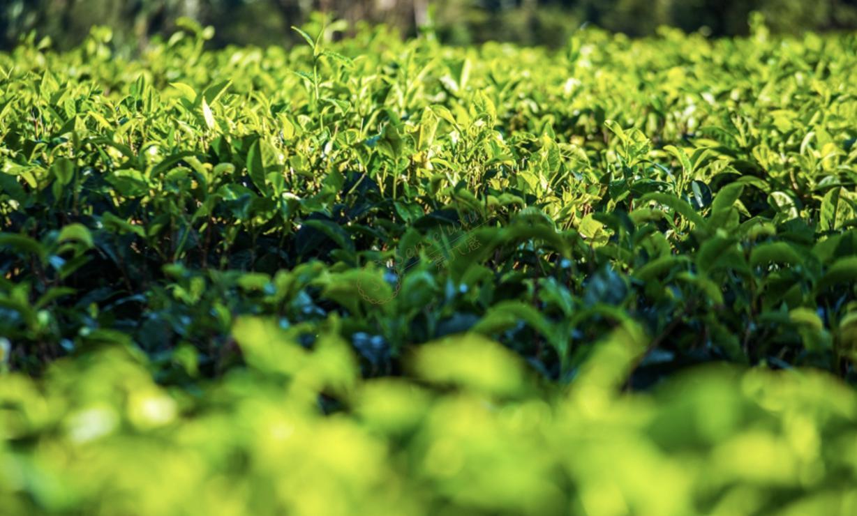 香草红茶