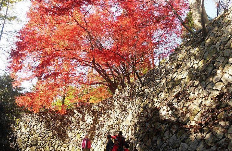 莫干山看红叶