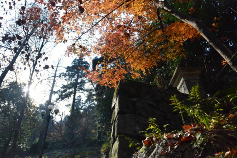 莫干山红枫