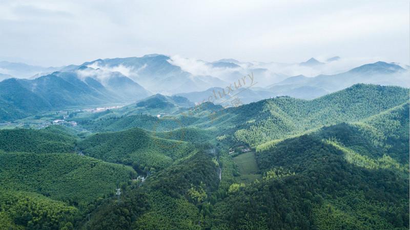 炎炎夏日，莫干山和天目山哪个更适合亲子游