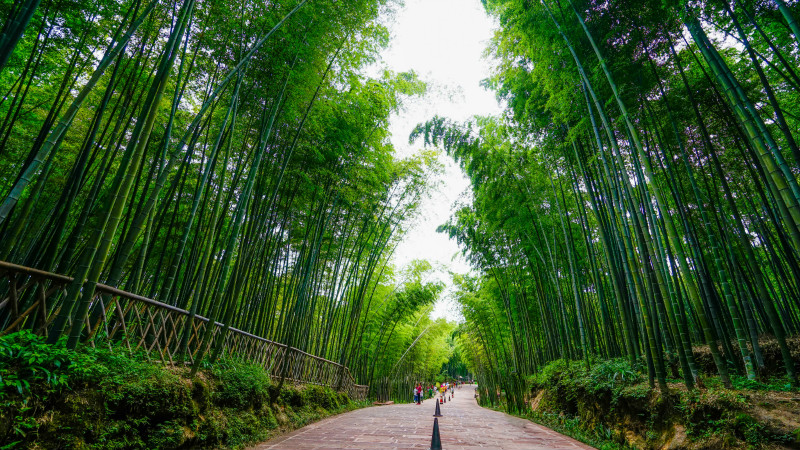 国庆旅游胜地——蜀南竹海你一定不要错过