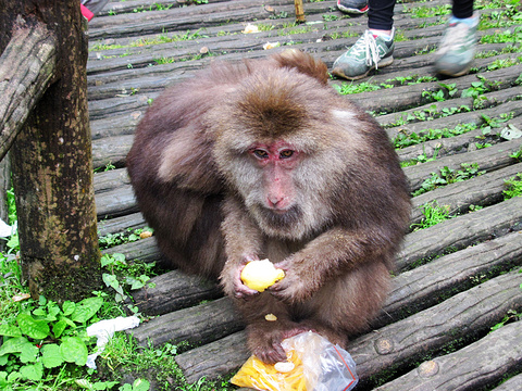 峨眉山猴区